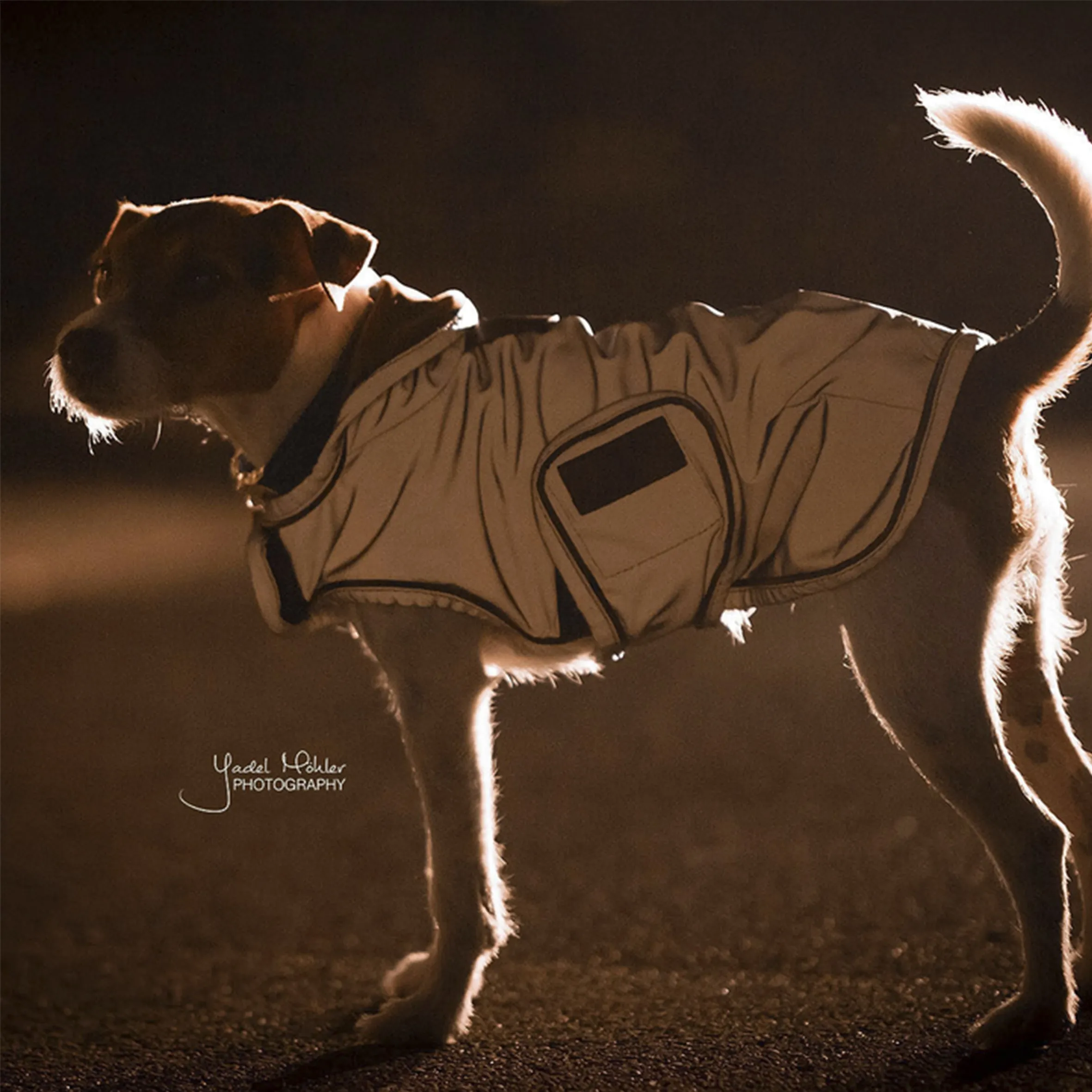 Dog Coat Reflective & Water Repellent